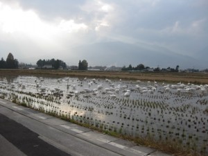 近所の田んぼに、白鳥が来ていました。