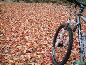 素晴らしいバイクと、綺麗な色のじゅうたん。