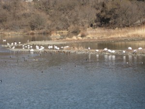 よく見ると、白いのが白鳥です。