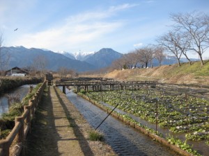 わさび田と雪の山々。