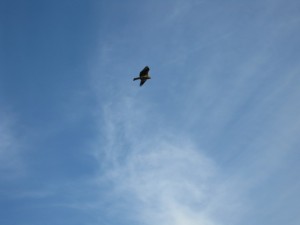 とんびと青空。