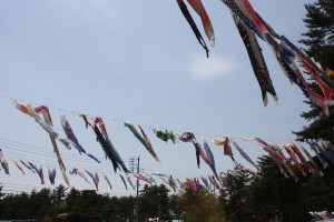 青空と風になびく鯉のぼりがステキ。