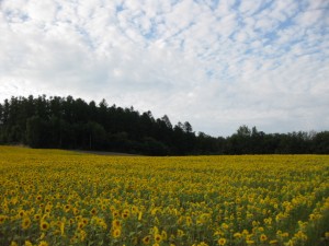 この雲とこの風景。思わず息を呑みました。