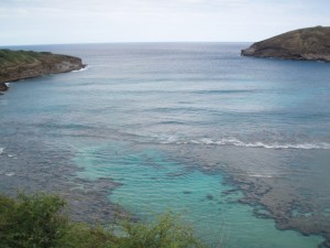 上からSea　Turtle（海がめ）が見えたそうです！